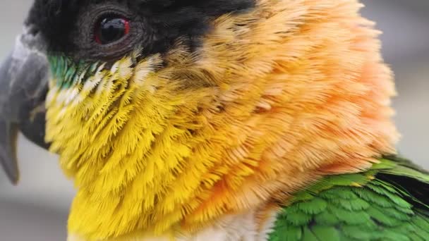 Blisko Caique Papugi Obracając Głowę — Wideo stockowe
