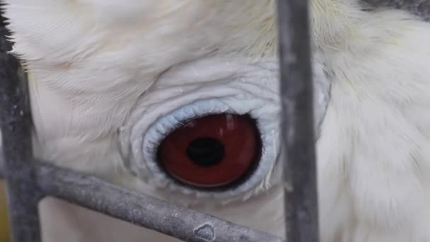 Primo Piano Occhio Cockatiel Che Lampeggia Una Volta — Video Stock