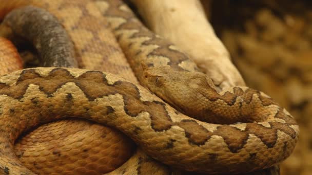 井底毒蛇的近身移动缓慢 同时在另一个毒蛇身上躺下 — 图库视频影像