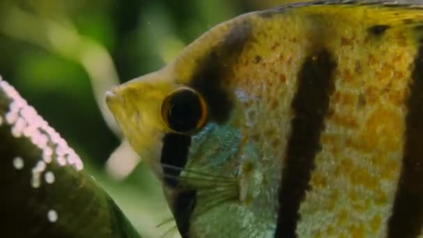 Nahaufnahme Von Skalarfischen Die Langsam Unter Wasser Schwimmen — Stockvideo