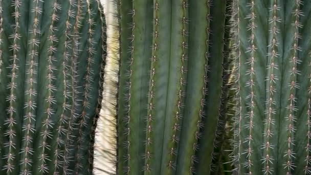 Zavřít Kaktus Naklápěním Dolů — Stock video
