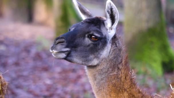 Primo Piano Del Profilo Della Testa Guanaco Sinistra Piuttosto Che — Video Stock