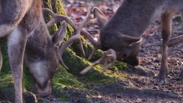 Großaufnahme Von Zwei Männlichen Damhirschen Die Einem Sonnigen Herbsttag Wald — Stockvideo