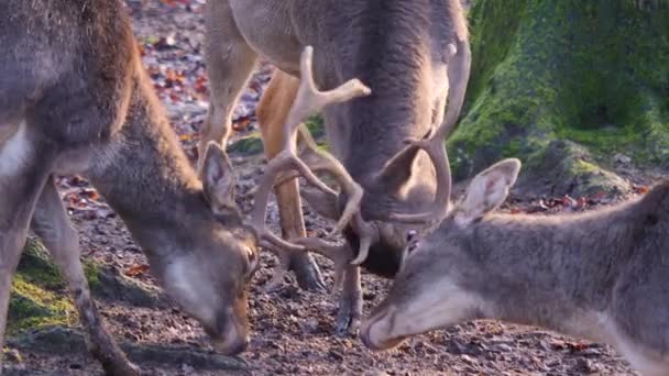 Gros plan de trois mâles tête de cerf de barrage combattant dans les bois par une journée ensoleillée en automne