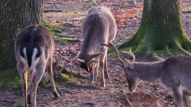 Close Três Cervos Machos Lutando Floresta Dia Ensolarado Outono — Vídeo de Stock