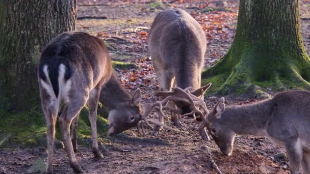 Close Van Twee Mannelijke Damherten Vechtend Het Bos Een Zonnige — Stockvideo