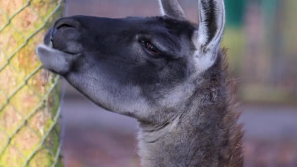 Närbild Guanaco Llama — Stockvideo