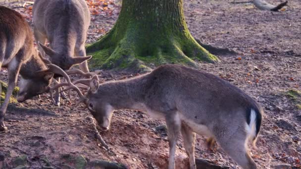 Close Three Male Dam Deer Fighting Woods Tree Sunny Day — Stock Video