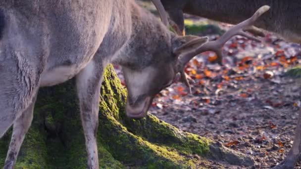 Primer Plano Ciervos Machos Luchando Bosque Día Soleado Otoño — Vídeo de stock