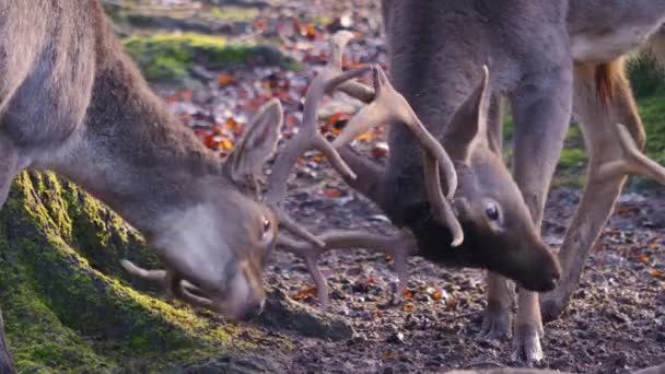 Primer Plano Ciervos Machos Luchando Bosque Día Soleado Otoño — Vídeo de stock