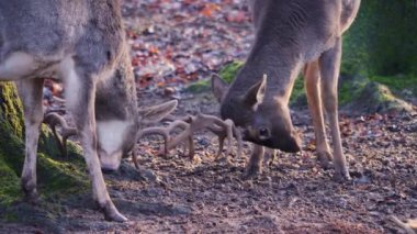 Sonbaharın güneşli bir gününde ormanda savaşan erkek baraj geyiğine yakın.