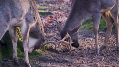 Sonbaharın güneşli bir gününde ormanda savaşan erkek baraj geyiğine yakın.