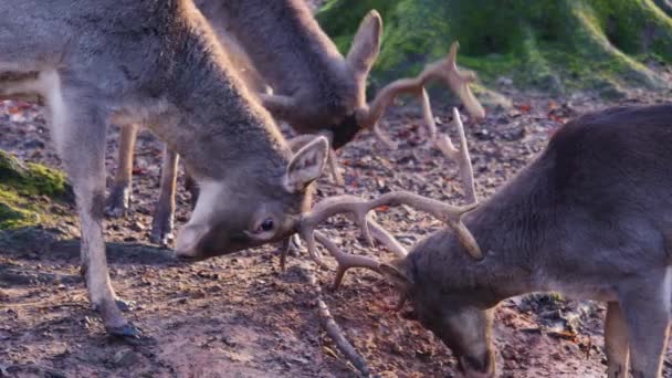 Sluiten Van Mannelijke Damherten Vechten Het Bos Een Zonnige Dag — Stockvideo