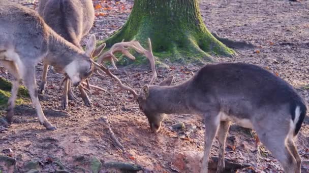 Großaufnahme Männlicher Damhirsche Die Einem Sonnigen Herbsttag Wald Kämpfen — Stockvideo