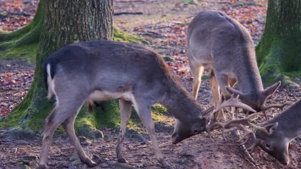 Close Cervos Macho Barragem Lutando Floresta Dia Ensolarado Outono — Vídeo de Stock