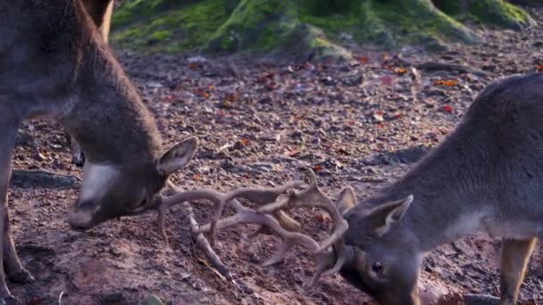 Sluiten Van Mannelijke Damherten Vechten Het Bos Een Zonnige Dag — Stockvideo