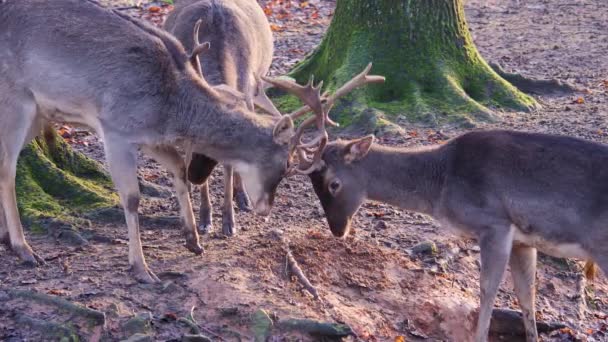 Close Male Dam Deer Fighting Woods Sunny Day Autumn — Stock Video