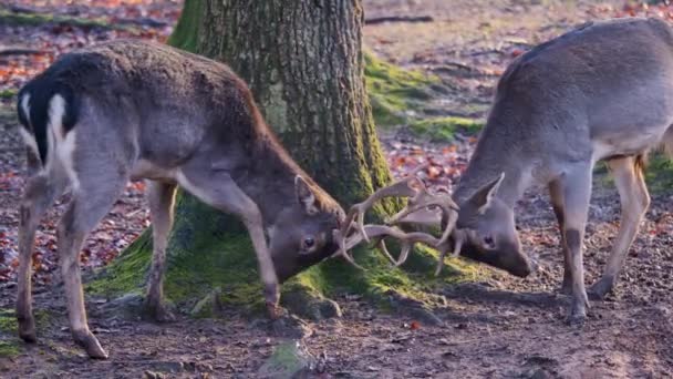 Großaufnahme Männlicher Damhirsche Die Einem Sonnigen Herbsttag Wald Kämpfen — Stockvideo