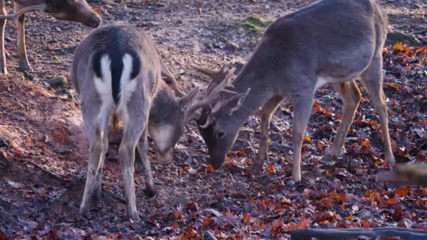 Close Cervos Macho Barragem Lutando Floresta Dia Ensolarado Outono — Vídeo de Stock