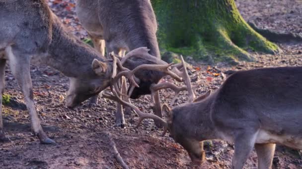 Großaufnahme Männlicher Damhirsche Die Einem Sonnigen Herbsttag Wald Kämpfen — Stockvideo