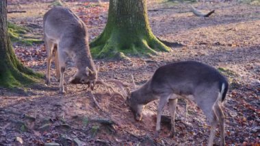Sonbaharın güneşli bir gününde ormanda savaşan erkek baraj geyiğine yakın.