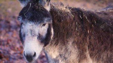 Evcil eşek kafasının etrafını kapatın.