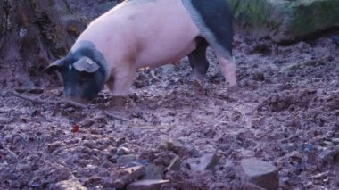 Evcil domuzları toprağı kazarken kapatın. 
