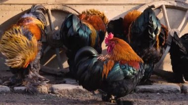 Güneşli bir sonbahar gününde, dört erkek horozu kapatıyoruz.