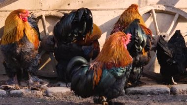 Sonbaharın güneşli bir gününde dört erkek horozu kapatıyoruz.