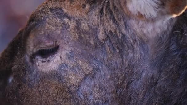 Zbliżenie Samca Tamy Jelenia Pochyleniem Oka Ucha — Wideo stockowe