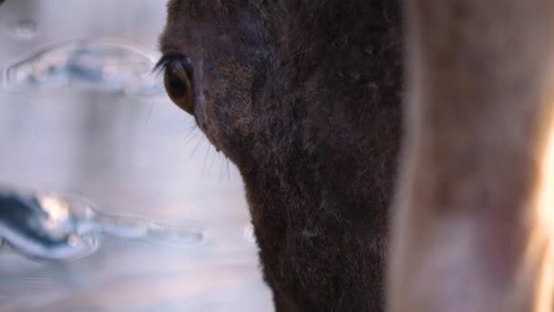 Close Male Dam Deer Drinking Water — Stock Video