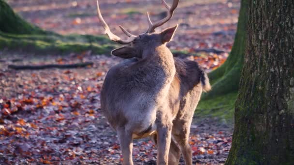 Gros plan du mâle mère cerf toilettage lui-même dans les bois par une journée ensoleillée en automne
