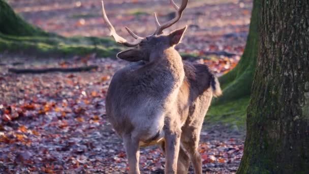 Großaufnahme Von Männlichen Damhirschen Die Sich Einem Sonnigen Herbsttag Wald — Stockvideo