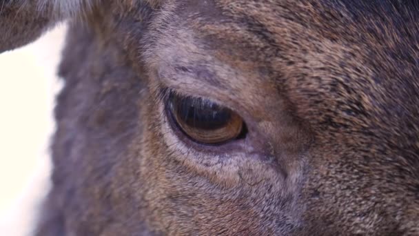 ドイツの秋の晴れた日に右に目を向けるダム鹿の目の終わり — ストック動画