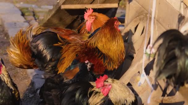 Primer Plano Cuatro Gallos Pollo Macho Preparándose Día Soleado Otoño — Vídeo de stock