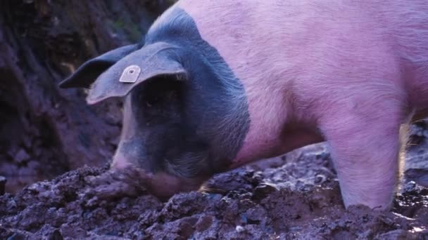 Sluiten Van Tamme Varkens Graven Modder — Stockvideo