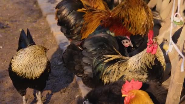 Primer Plano Cuatro Gallos Pollo Macho Preparándose Día Soleado Otoño — Vídeo de stock