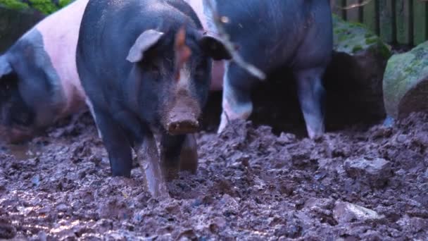 Sluiten Van Tamme Varkens Graven Modder — Stockvideo