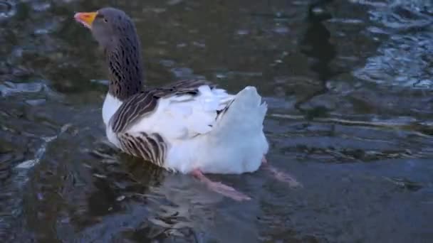 秋天的一个阳光明媚的日子 小鹅在池塘边喝水和游泳 — 图库视频影像