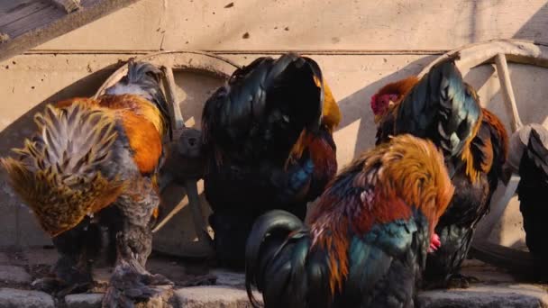 Primer Plano Cuatro Gallos Pollo Macho Preparándose Día Soleado Otoño — Vídeo de stock