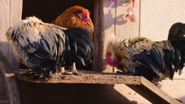 Close Four Male Chicken Rooster Sunny Day Autumn — Stock Video