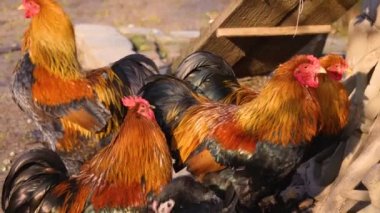 Sonbaharın güneşli bir gününde dört erkek horozu kapatıyoruz.