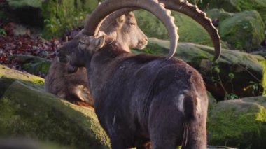 Güneşli bir sonbahar gününde Alp dağ keçisinin kapanışı