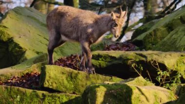 Güneşli bir sonbahar gününde Alp dağ keçisinin kapanışı