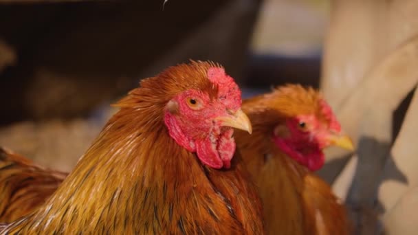 Primer Plano Cuatro Gallos Pollo Macho Día Soleado Otoño — Vídeo de stock