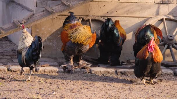 Primer Plano Cuatro Gallos Pollo Macho Día Soleado Otoño — Vídeos de Stock