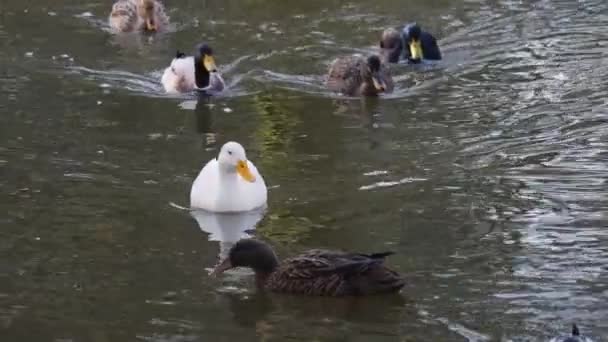 鸭子漂浮在池塘上 — 图库视频影像