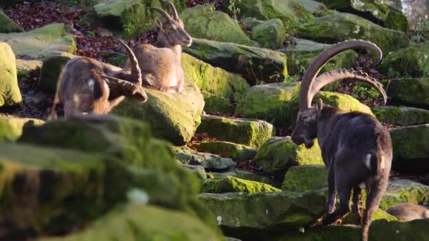 Närbild Alpin Ibex Solig Dag Hösten — Stockvideo