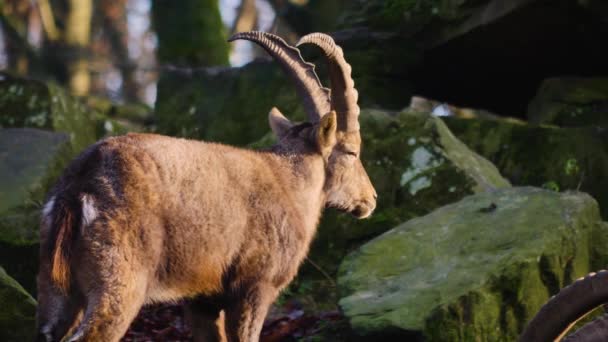 Közelkép Alpesi Ibex Egy Napsütéses Napon Ősszel — Stock videók