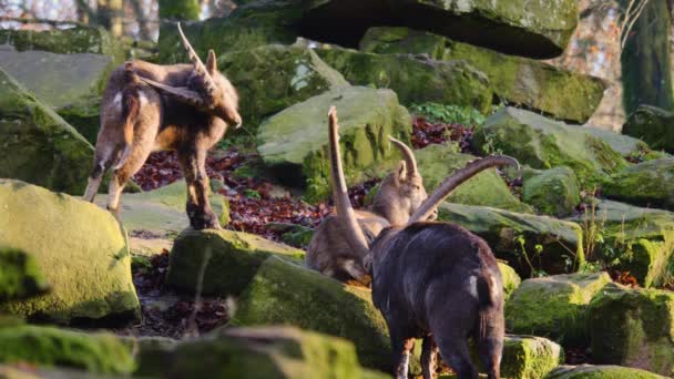 Sluiten Van Alpiene Steenbok Een Zonnige Dag Herfst — Stockvideo